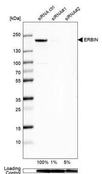 Anti-ERBIN antibody produced in rabbit Prestige Antibodies&#174; Powered by Atlas Antibodies, affinity isolated antibody