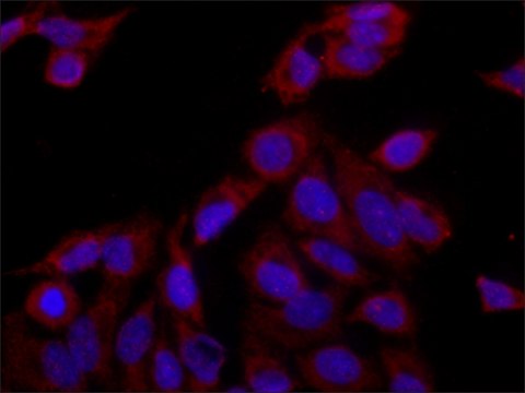 Anti-eRF3a/GSPT1 兔抗 ~1&#160;mg/mL, affinity isolated antibody, buffered aqueous solution