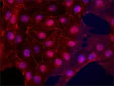 Anti-Occludin (C-terminal) antibody produced in rabbit ~1.0 mg/mL, affinity isolated antibody