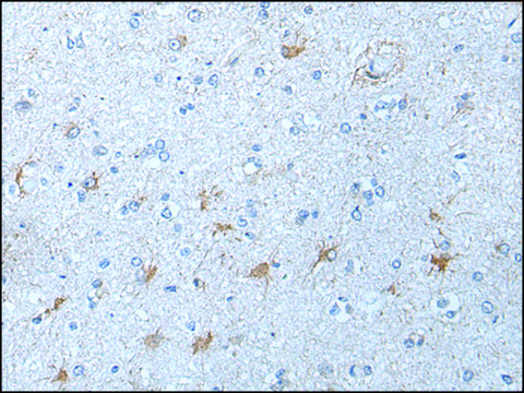 Anti-KLK12 affinity isolated antibody