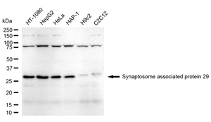 KD-Validated Anti Synaptosome Associated Protein 29 Antibody, clone 24GB1855, Rabbit Monoclonal clone 24GB1855, recombinant rabbit monoclonal, expressed in HEK293 cells