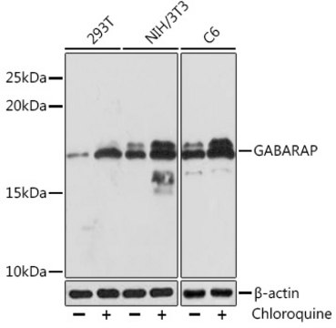 Anti-GABARAP Antibody, clone 5T6W5, Rabbit Monoclonal