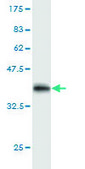 Monoclonal Anti-STAT3 antibody produced in mouse clone 4D6, purified immunoglobulin, buffered aqueous solution