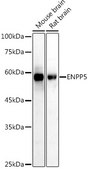 Anti-ENPP5 Antibody, clone 8I7C7, Rabbit Monoclonal