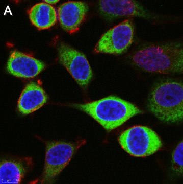 Anti-CAPRIN1 Antibody, clone 1F2 ZooMAb&#174; Rabbit Monoclonal recombinant, expressed in HEK 293 cells