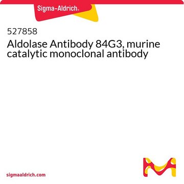 Aldolase Antibody 84G3, murine catalytic monoclonal antibody