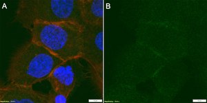 Anti-MRP1 Antibody, clone 1H8 ZooMAb® Rabbit Monoclonal recombinant, expressed in HEK 293 cells