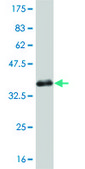 Monoclonal Anti-SGK2 antibody produced in mouse clone 2F6, purified immunoglobulin, buffered aqueous solution