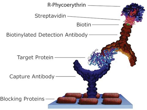 Streptavidin-R-Phycoerythrin from Streptomyces avidinii buffered aqueous solution