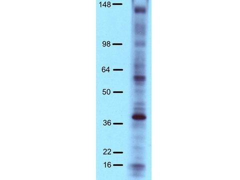 Anti-Phosphotyrosine Antibody, 4G10&#174; Platinum, HRP Conjugate Upstate&#174;, from mouse, peroxidase conjugate