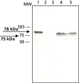 Anti-HIP14 兔抗 affinity isolated antibody, buffered aqueous solution