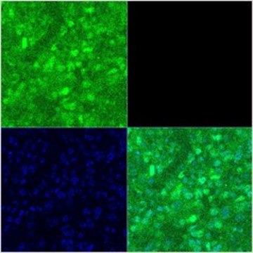 Anti-POU3F2 (AB2) antibody produced in rabbit affinity isolated antibody