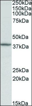 Anti-DCN antibody produced in goat affinity isolated antibody, buffered aqueous solution