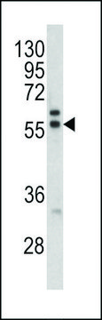 ANTI-MAPE(C-TERMINAL) antibody produced in rabbit purified immunoglobulin, buffered aqueous solution