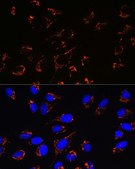 Anti-Peroxiredoxin 3 (PRDX3) antibody produced in rabbit