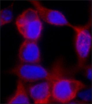 Monoclonal Anti-polyHistidine antibody produced in mouse clone HIS-1, purified immunoglobulin