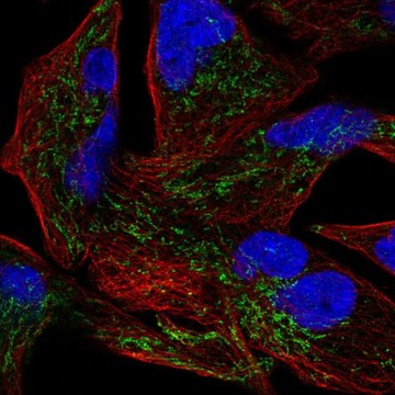 Anti-GLRX5 antibody produced in rabbit Prestige Antibodies&#174; Powered by Atlas Antibodies, affinity isolated antibody