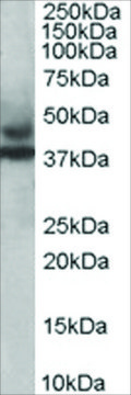 Anti-MURF3/TRIM54 antibody produced in goat affinity isolated antibody, buffered aqueous solution