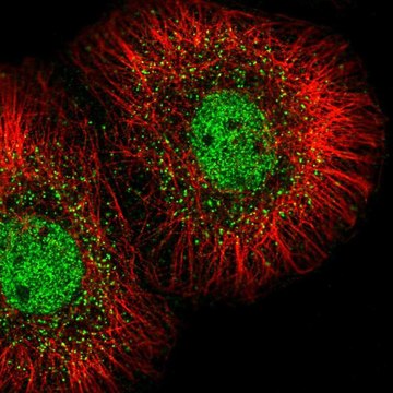 抗-MED23 兔抗 Prestige Antibodies&#174; Powered by Atlas Antibodies, affinity isolated antibody