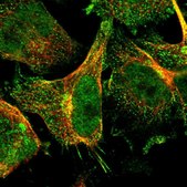 Anti-RGL1 antibody produced in rabbit Prestige Antibodies® Powered by Atlas Antibodies, affinity isolated antibody, buffered aqueous glycerol solution
