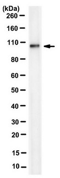 Anti-PDE6a Antibody, clone 7A11.1 clone 7A11.1, from mouse