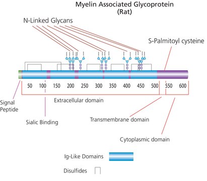 髓磷脂相关糖蛋白/Fc 嵌合体 来源于大鼠 &gt;95% (SDS-PAGE), recombinant, expressed in NSO cells, lyophilized powder