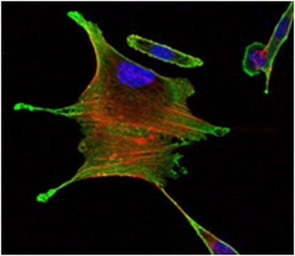 Anti-BMR2 Antibody, clone 3F6 ascites fluid, clone 3F6, from mouse