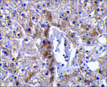 Anti-Caspase-12 (small) antibody produced in rabbit affinity isolated antibody, buffered aqueous solution