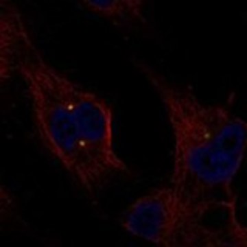 Anti-EXTL1 antibody produced in rabbit Prestige Antibodies&#174; Powered by Atlas Antibodies, affinity isolated antibody, buffered aqueous glycerol solution