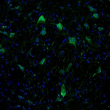 Anti-KIF5A antibody produced in rabbit Prestige Antibodies&#174; Powered by Atlas Antibodies, affinity isolated antibody, buffered aqueous glycerol solution