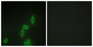 Anti-PCDH-X antibody produced in rabbit affinity isolated antibody