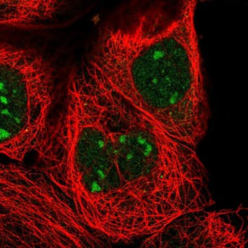 Anti-ZXDC antibody produced in rabbit Prestige Antibodies&#174; Powered by Atlas Antibodies, affinity isolated antibody