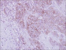 Anti-OPN3 (N-terminal) antibody produced in rabbit affinity isolated antibody, buffered aqueous solution