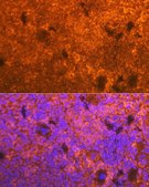 Anti-CD3D antibody produced in rabbit