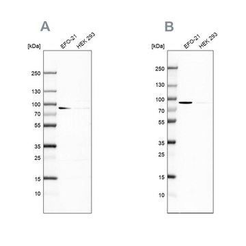 Anti-DPP3 antibody produced in rabbit Prestige Antibodies&#174; Powered by Atlas Antibodies, affinity isolated antibody, buffered aqueous glycerol solution