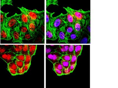 Anti-Brn-3a Antibody Chemicon&#174;, from rabbit