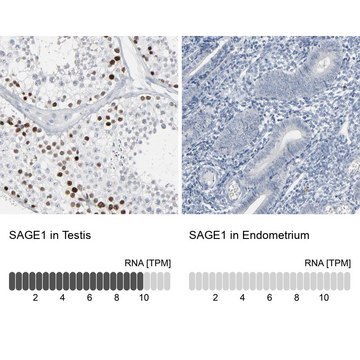 Anti-SAGE1 antibody produced in rabbit Ab2, Prestige Antibodies&#174; Powered by Atlas Antibodies, affinity isolated antibody, buffered aqueous glycerol solution