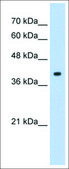 Anti-CREB1 antibody produced in rabbit IgG fraction of antiserum