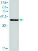 Monoclonal Anti-DYDC1 antibody produced in mouse clone 1B11, purified immunoglobulin, buffered aqueous solution