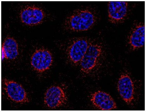 Monoclonal Anti-STIM1 antibody produced in mouse clone CDN3H4