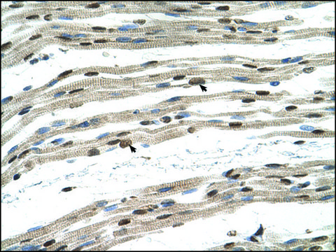 Anti-SIL1 antibody produced in rabbit affinity isolated antibody