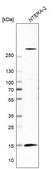 Anti-ISCA1 antibody produced in rabbit Prestige Antibodies® Powered by Atlas Antibodies, affinity isolated antibody, buffered aqueous glycerol solution