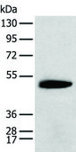 Anti-KCTD16 affinity isolated antibody