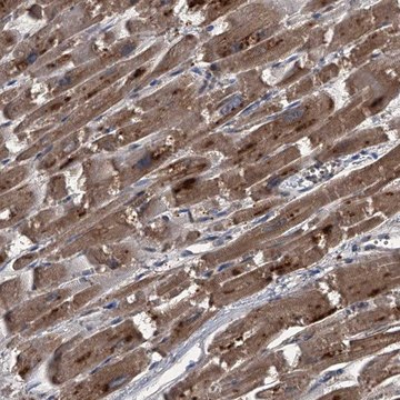 Anti-MAPKAP1 antibody produced in rabbit Prestige Antibodies&#174; Powered by Atlas Antibodies, affinity isolated antibody, buffered aqueous glycerol solution, ab1