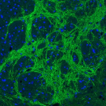 Monoclonal Anti-VGAT antibody produced in mouse Prestige Antibodies&#174; Powered by Atlas Antibodies, clone CL2793, purified immunoglobulin, buffered aqueous glycerol solution