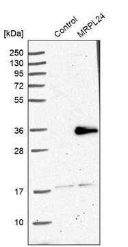 Anti-MRPL24 antibody produced in rabbit Prestige Antibodies&#174; Powered by Atlas Antibodies, affinity isolated antibody, buffered aqueous glycerol solution