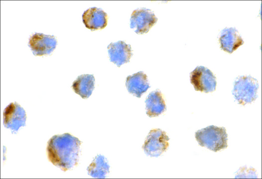 Anti-Bit1 antibody produced in rabbit affinity isolated antibody, buffered aqueous solution