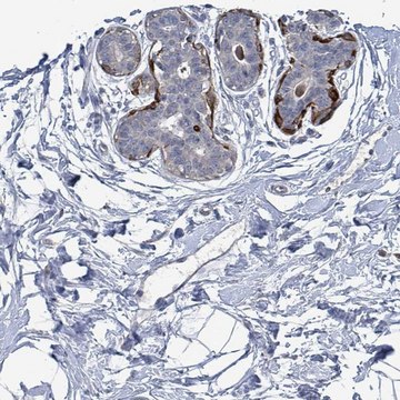 Anti-TMEM182 antibody produced in rabbit Prestige Antibodies&#174; Powered by Atlas Antibodies, affinity isolated antibody, buffered aqueous glycerol solution