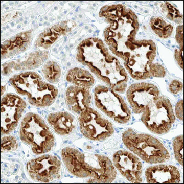 Anti-NOTUM antibody produced in rabbit Prestige Antibodies&#174; Powered by Atlas Antibodies, affinity isolated antibody, buffered aqueous glycerol solution