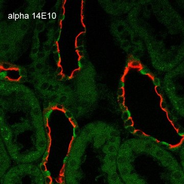 Monoclonal Anti-ENaC alpha antibody produced in mouse clone 14E10